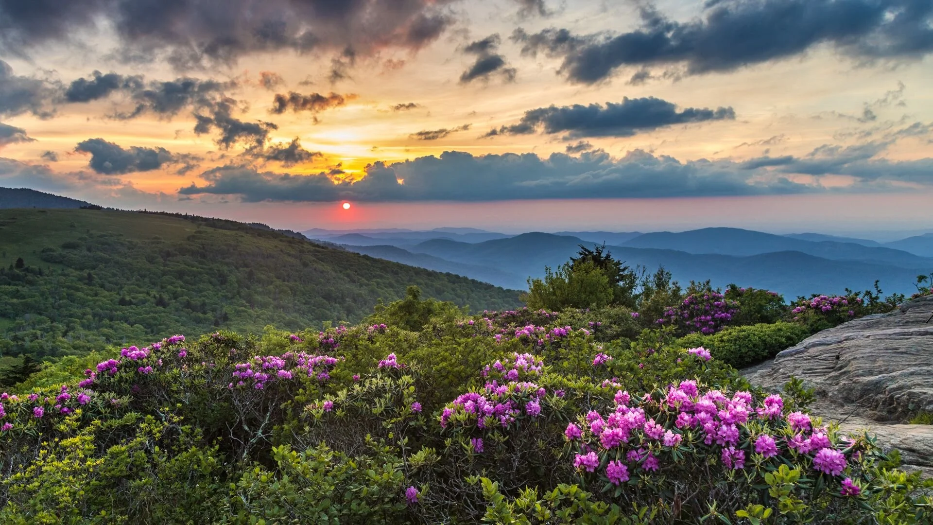 Spring zoom background deals